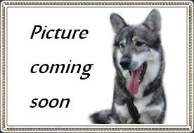 teaser